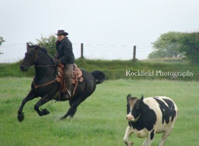 Quarter Horse cross Welsh Cob, Wilden Black Jack